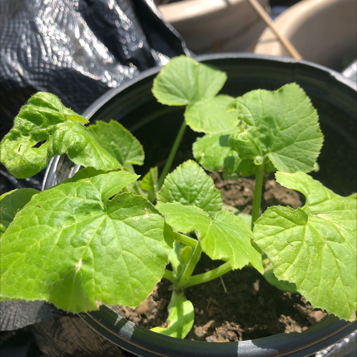 Black Spots on My Summer Squash Leaves