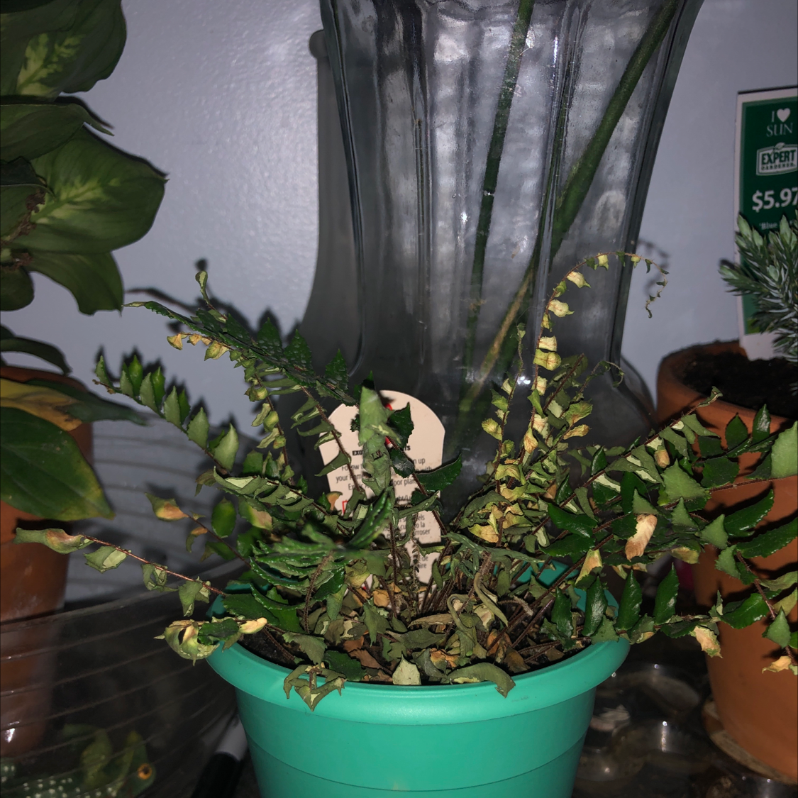 Austral Gem Fern in a pot with visible yellowing and browning leaves.