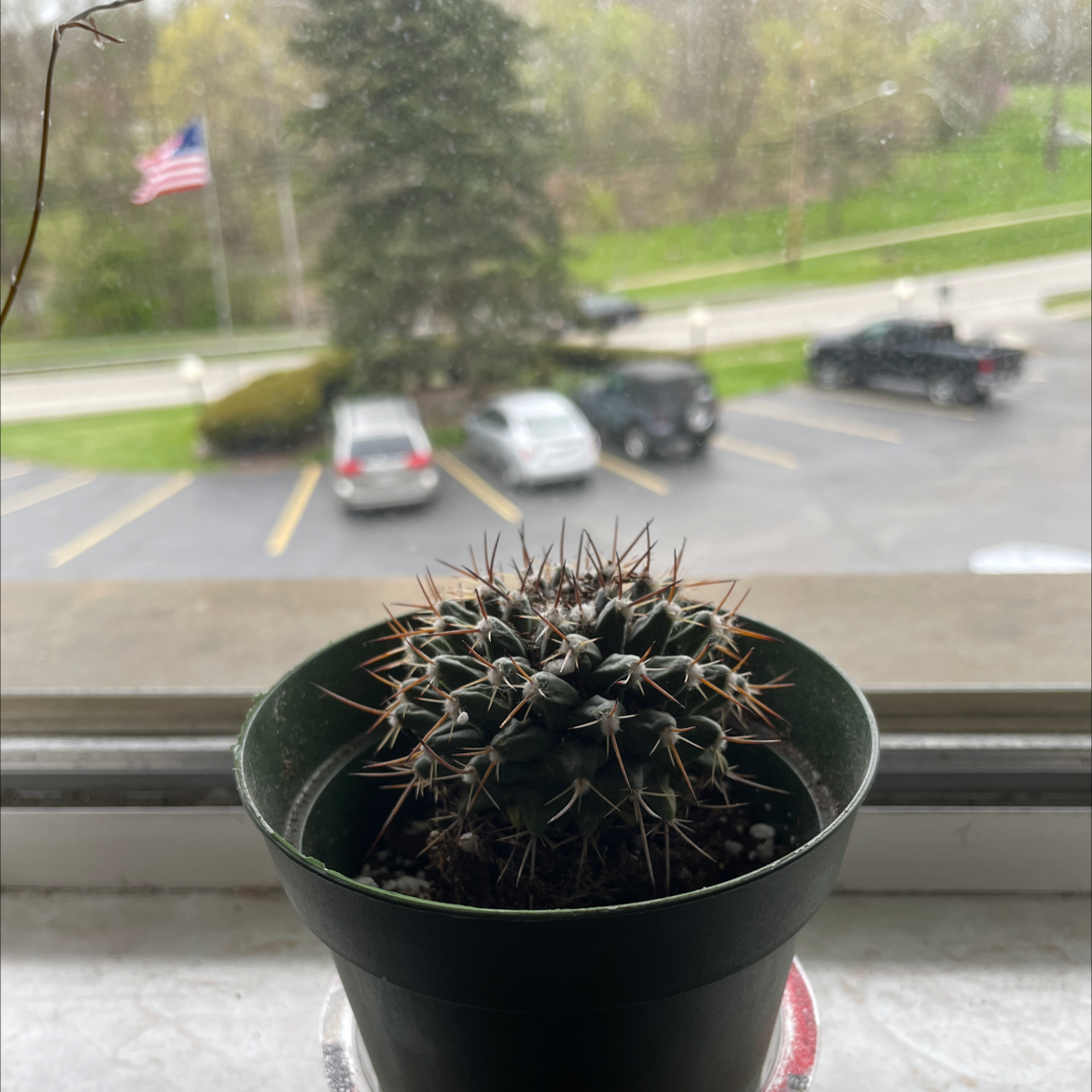 Mexican Pincushion cactus in a pot on a windowsill with a parking lot and American flag in the background.