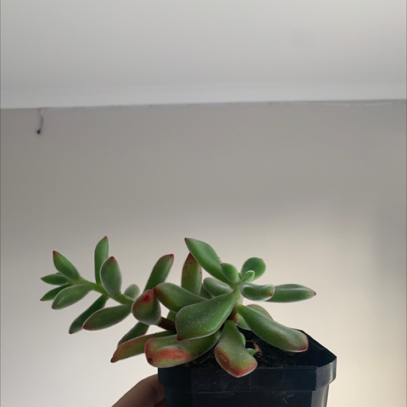 A healthy Plush Plant succulent in a small black pot with green leaves and red tips.