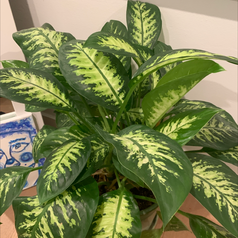 Dieffenbachia plant photo by Bells named Toby on Greg, the plant care app.