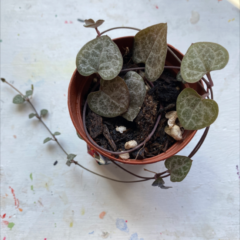 Healthy potted Chain of Hearts plant with dense heart-shaped variegated leaves in shades of green and silver.