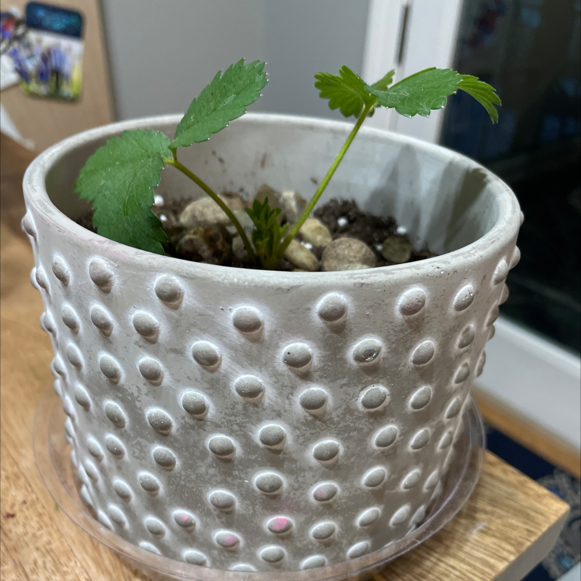 Young strawberry plant in a textured pot with visible soil and pebbles.