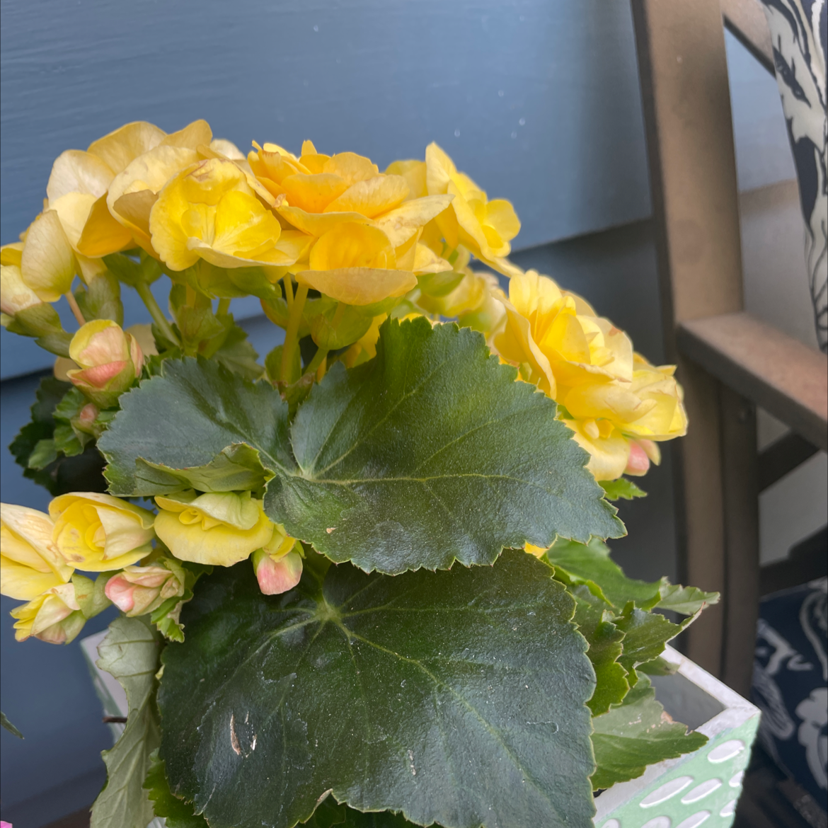 Tuberous Begonia with vibrant yellow flowers and large green leaves.