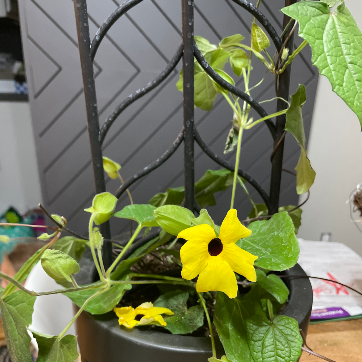 Blackeyed Susan Vine with yellow flowers and green leaves in a pot with a trellis.