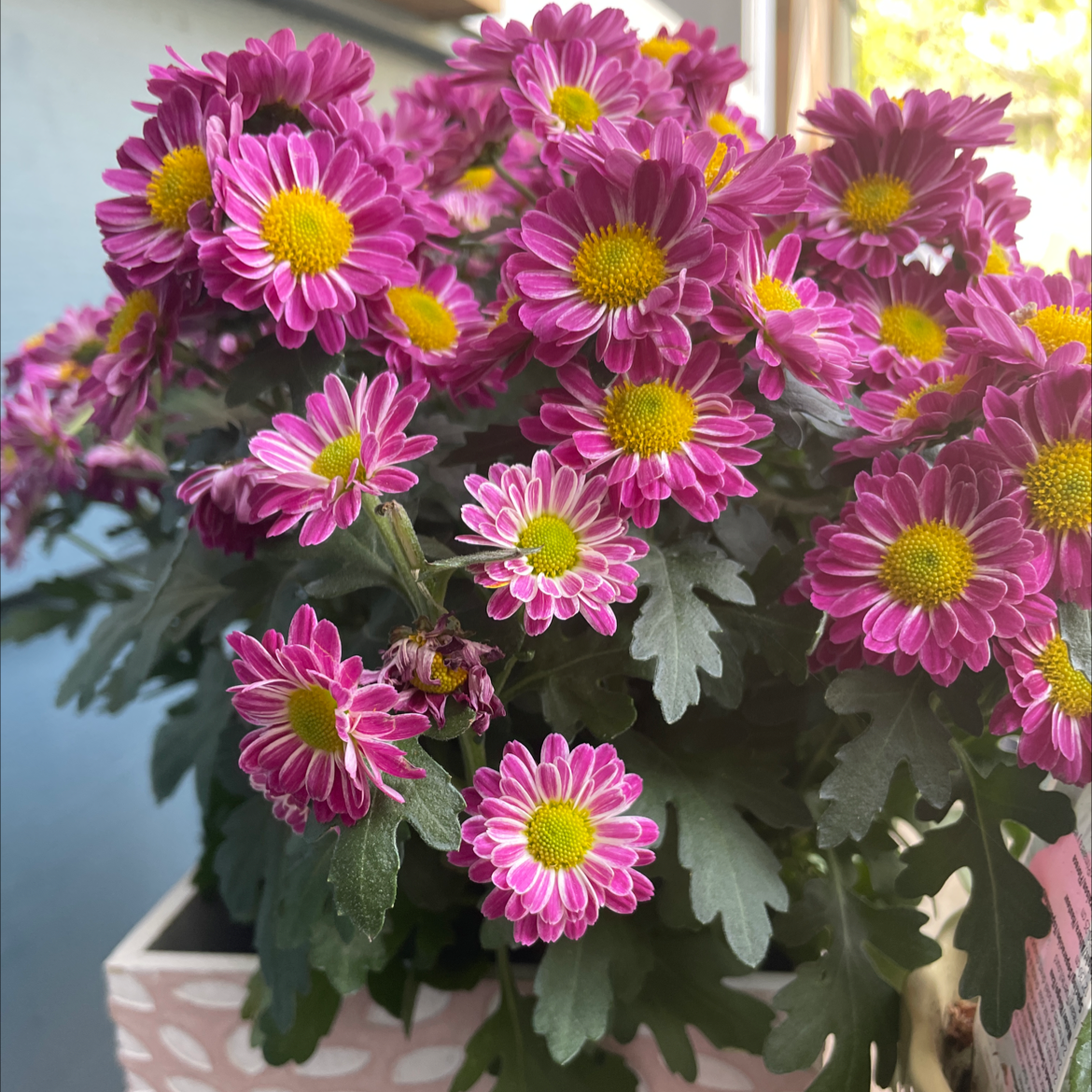 Flowering Giant Crego Aster with vibrant pink and white flowers and healthy green leaves.