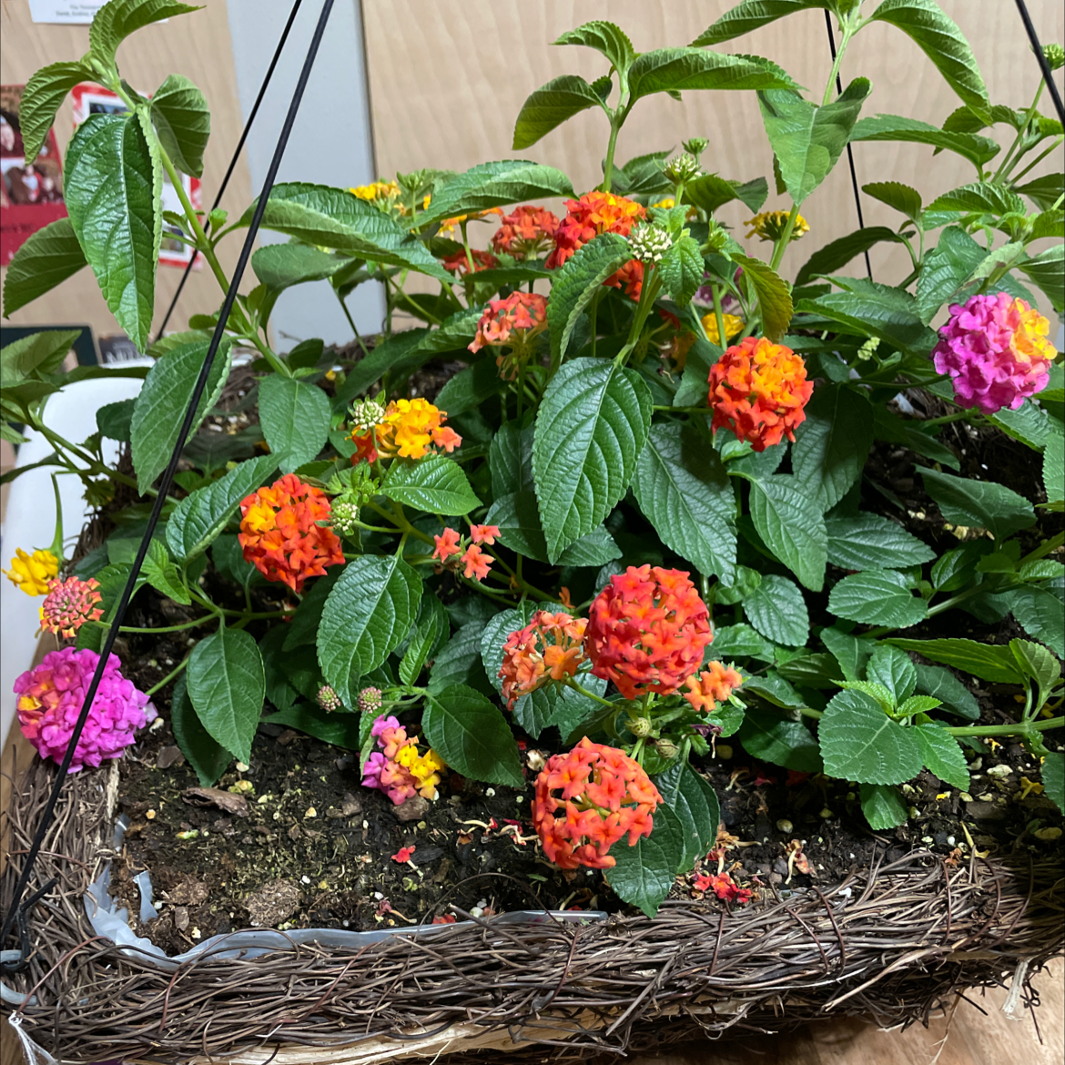 Lantana plant with vibrant, multi-colored flowers in a hanging basket.