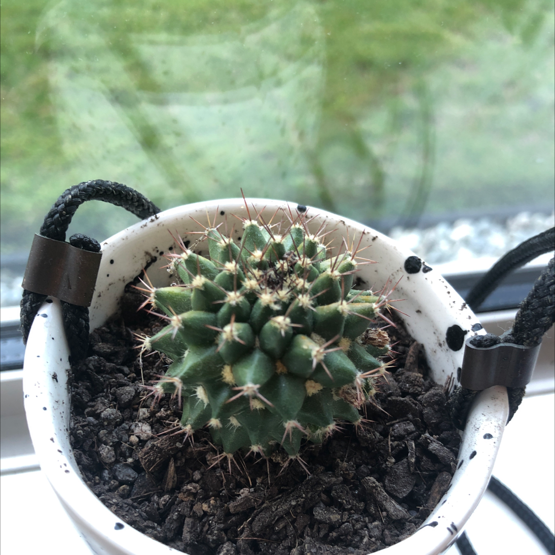 Mexican Pincushion cactus in a white pot with visible soil.