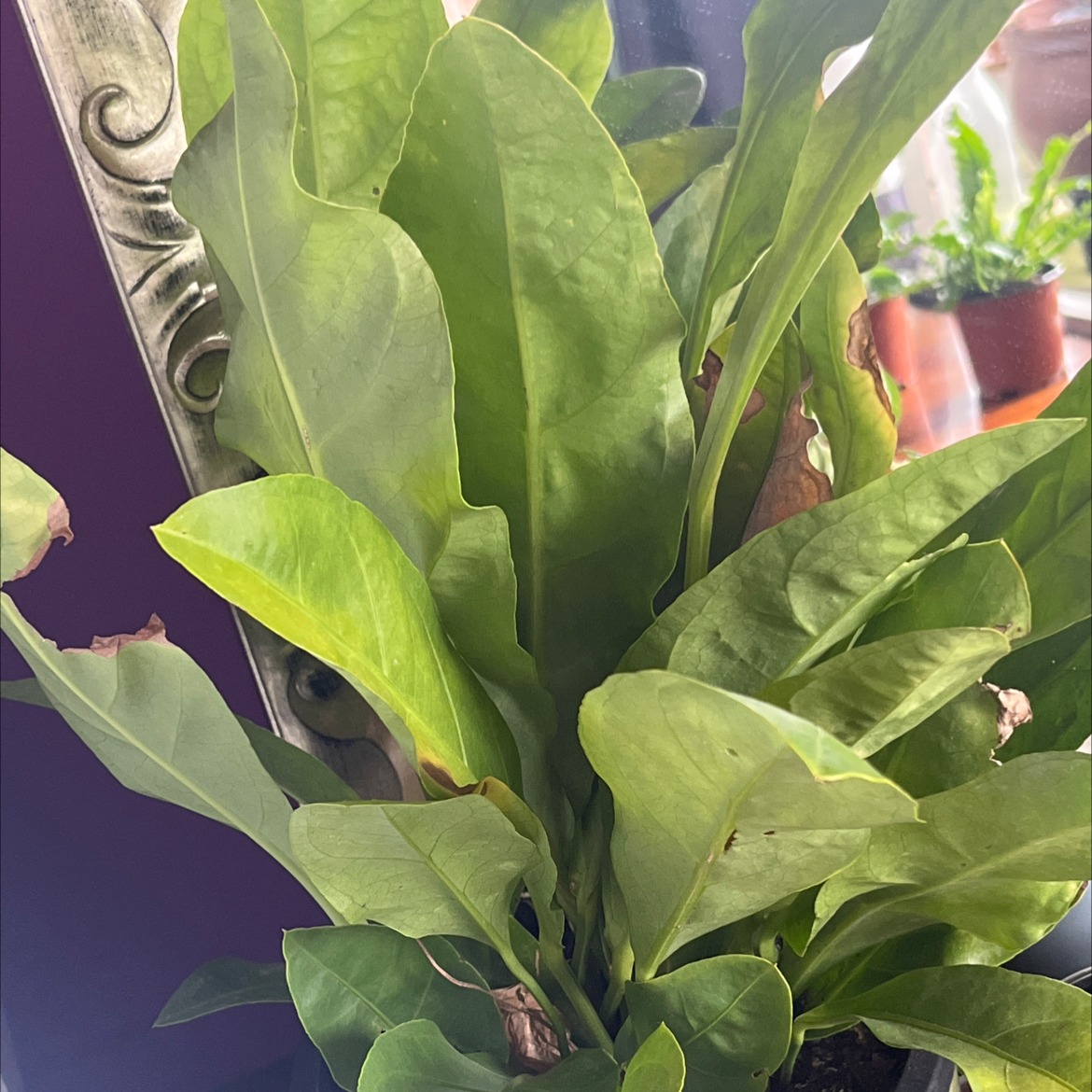 Bird's nest anthurium with green leaves and some browning edges.