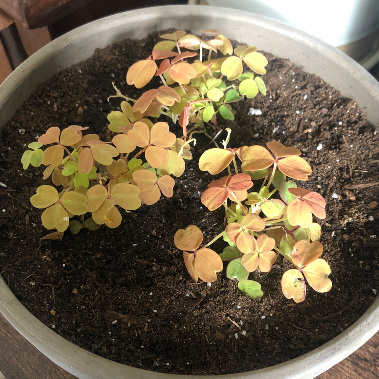 Potted Creeping Woodsorrel with yellowing and browning leaves, visible soil.