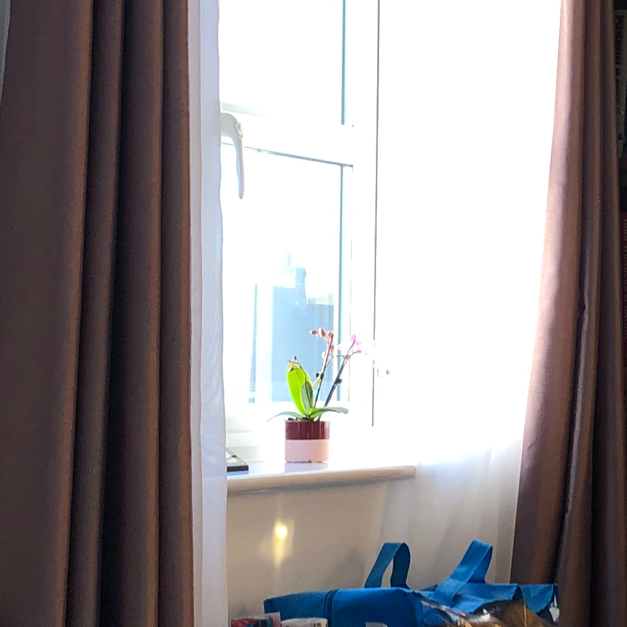 Mini Phalaenopsis Orchid on a windowsill with a few flowers, background includes window and curtains.