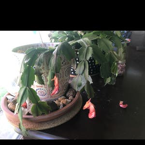 Easter Cactus plant photo by @suesatch46 named Nancy on Greg, the plant care app.