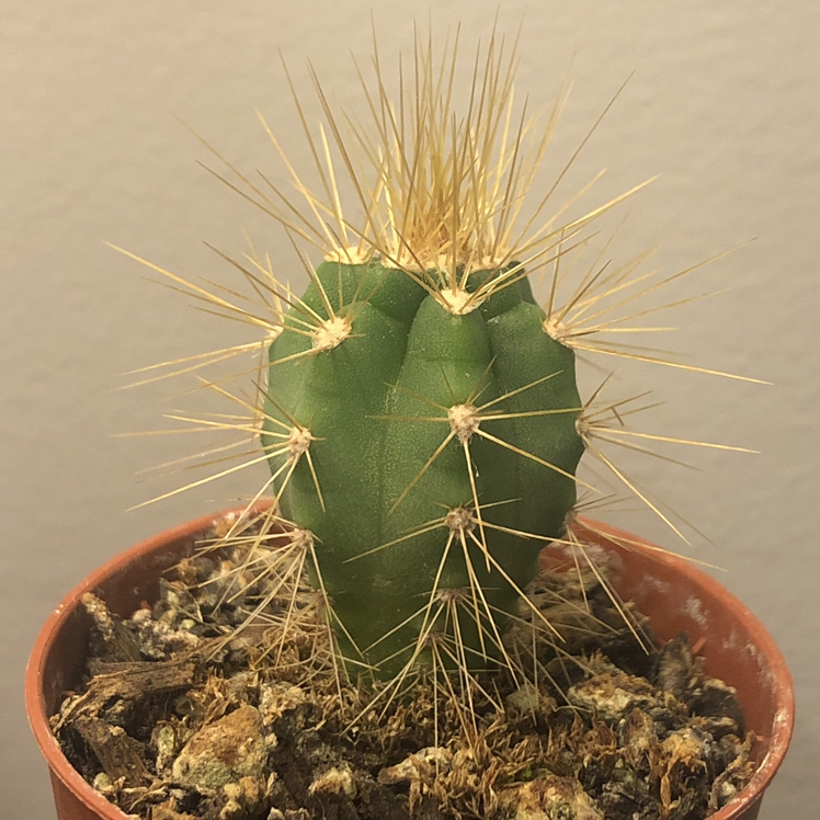 Kingcup Cactus in a small pot with visible soil, appearing healthy.