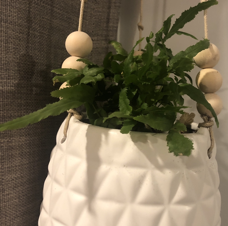 Cretan Brake plant in a white hanging pot with green leaves.