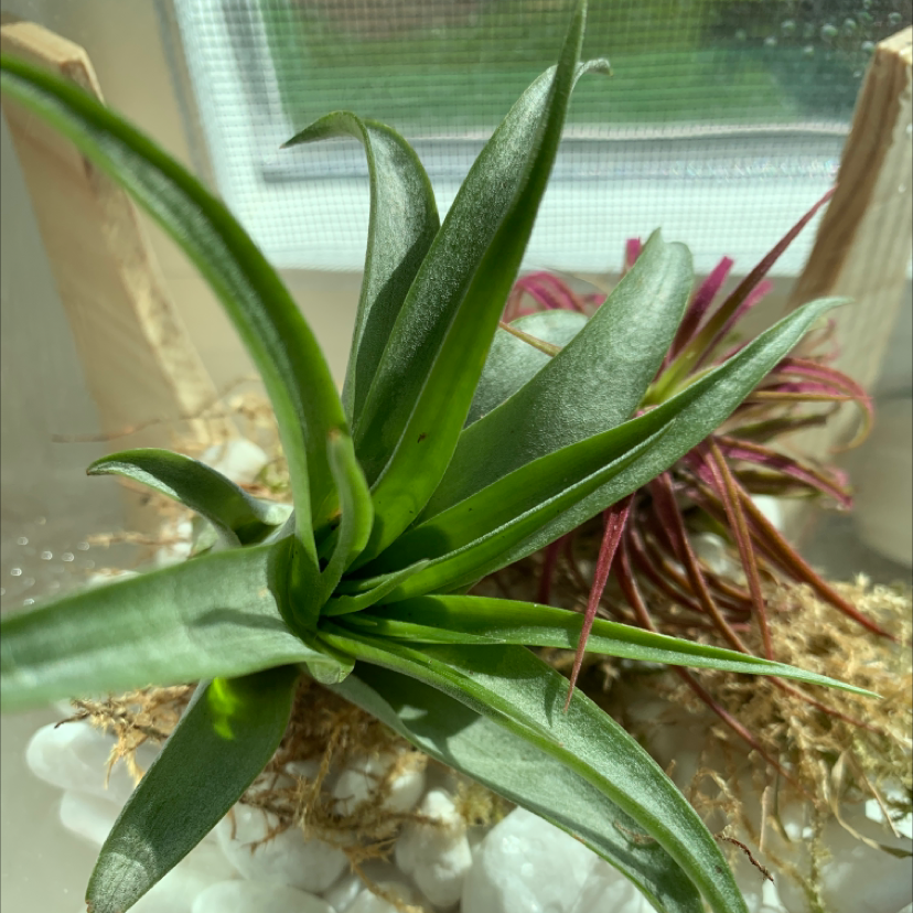 Medusa Head Air Plant plant photo by @Jordanlovesplants named Sally on Greg, the plant care app.