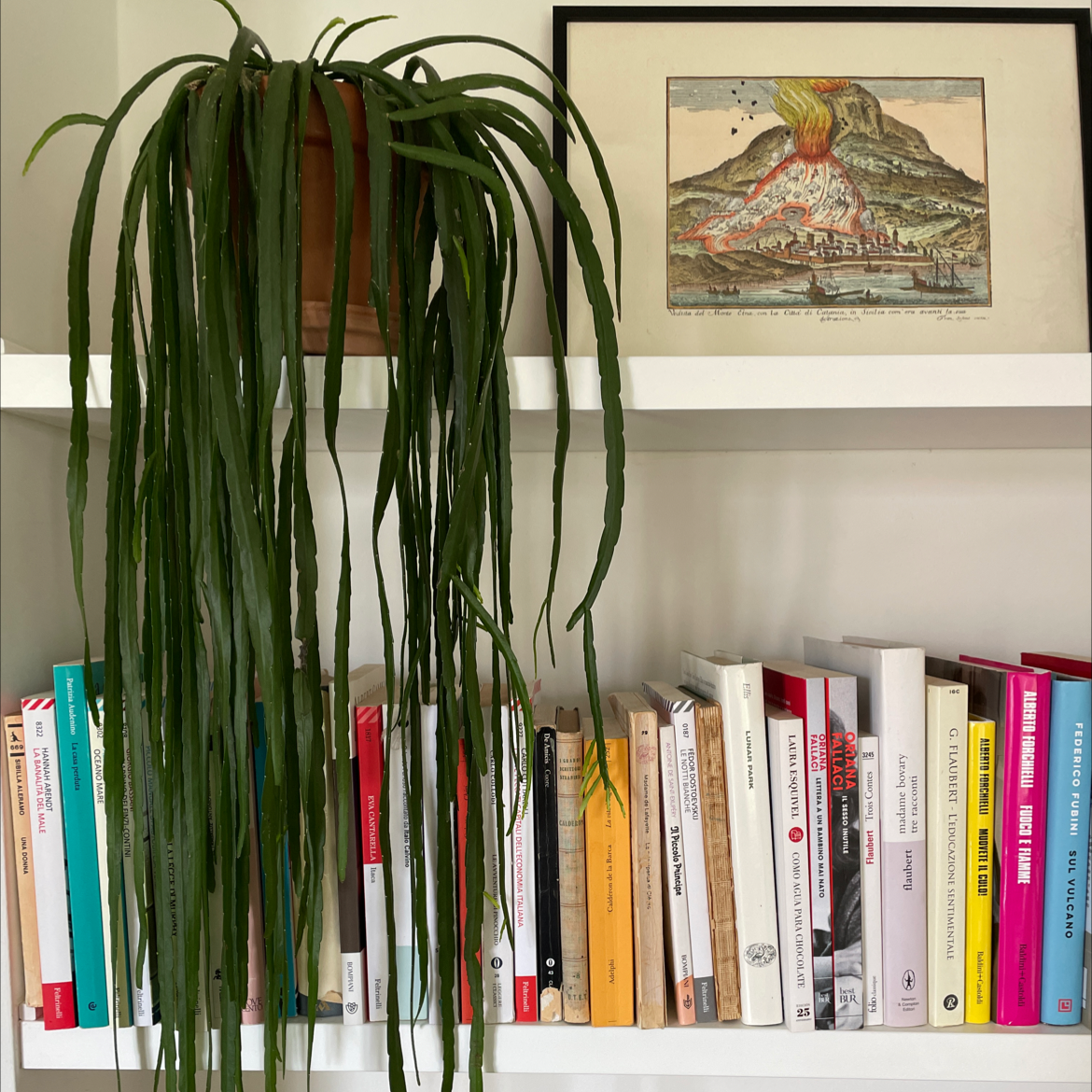 Lepismium cruciforme plant on a bookshelf with long, green stems hanging down.