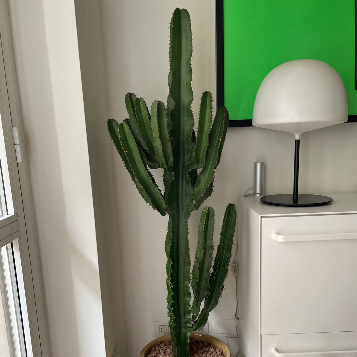 Indoor Giant African Candelabra Tree in a pot with visible soil, no signs of disease.