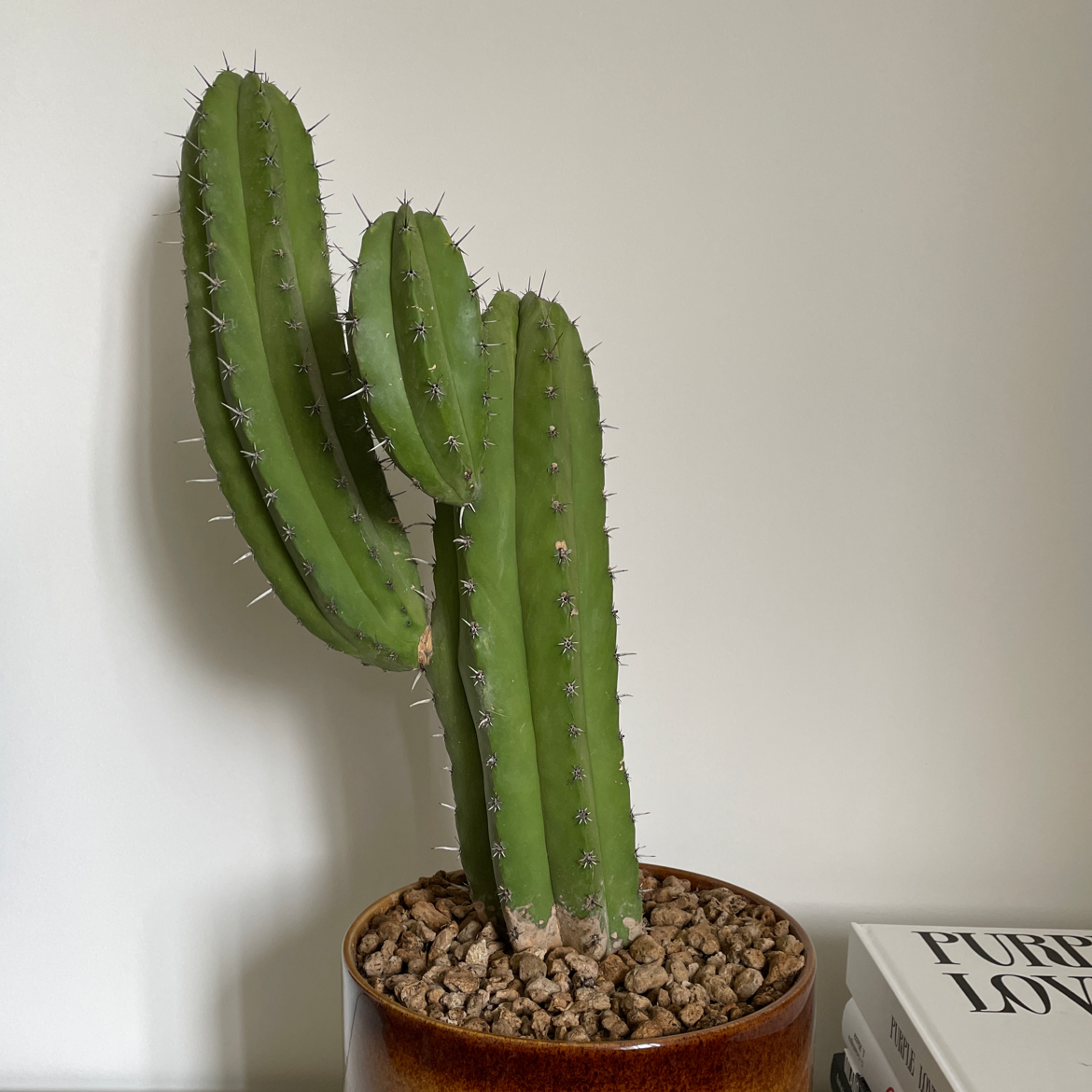 Polaskia chichipe cactus in a pot with rocky soil, healthy appearance.