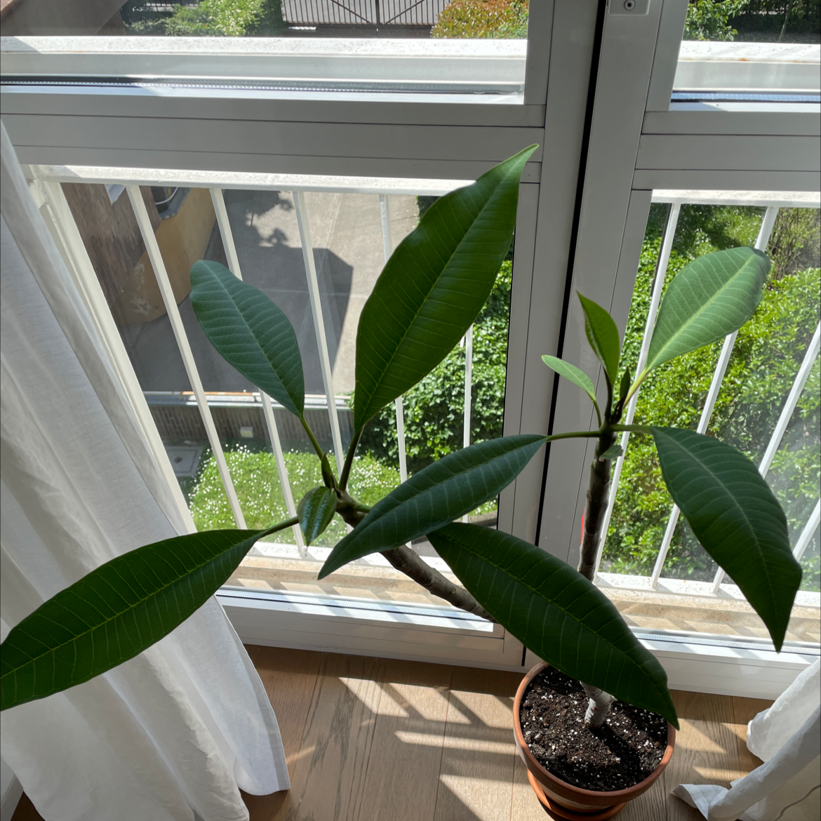 Potted Red Frangipani plant with healthy green leaves near a window.