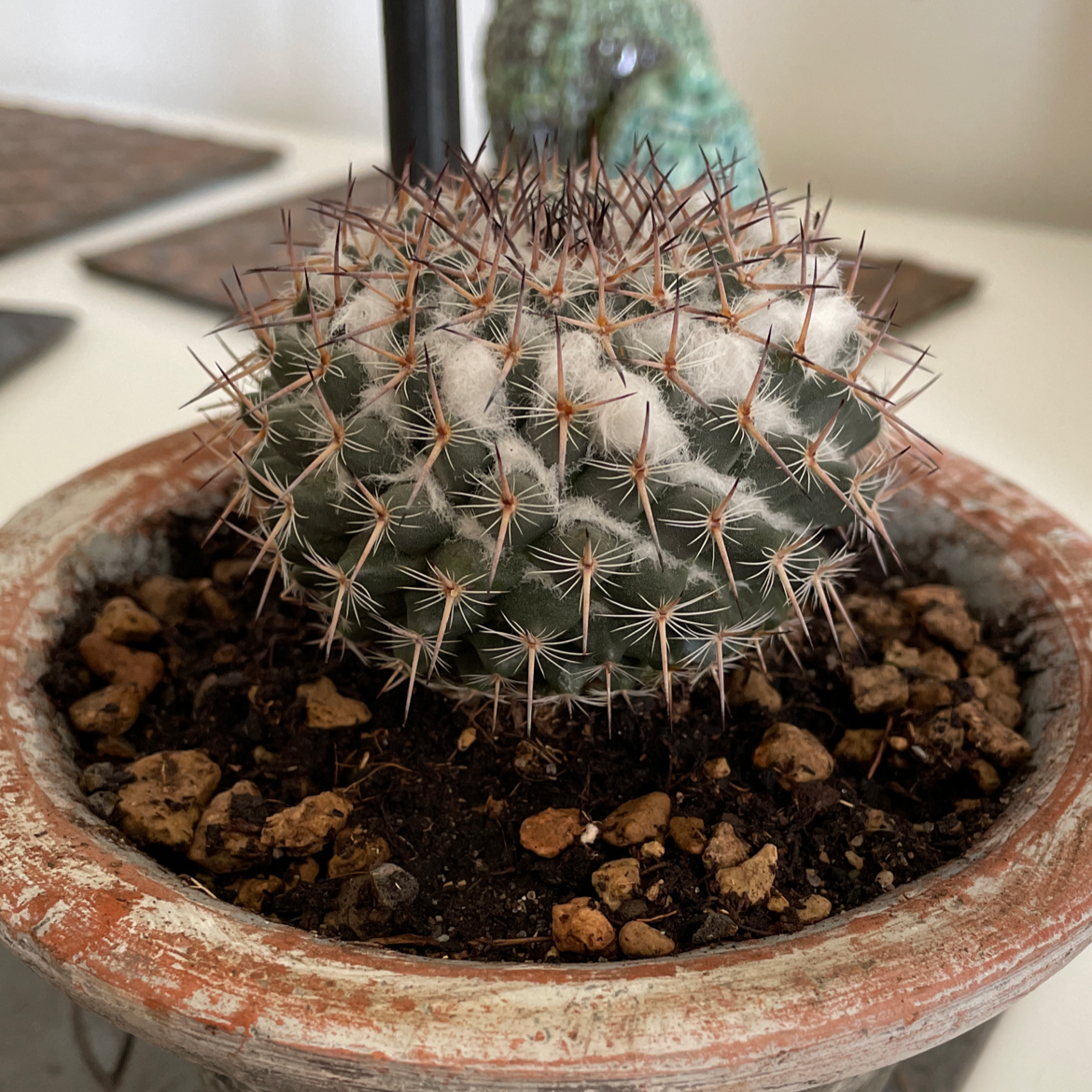 Mammillaria Haageana cactus in a pot with visible soil, well-framed and in focus.
