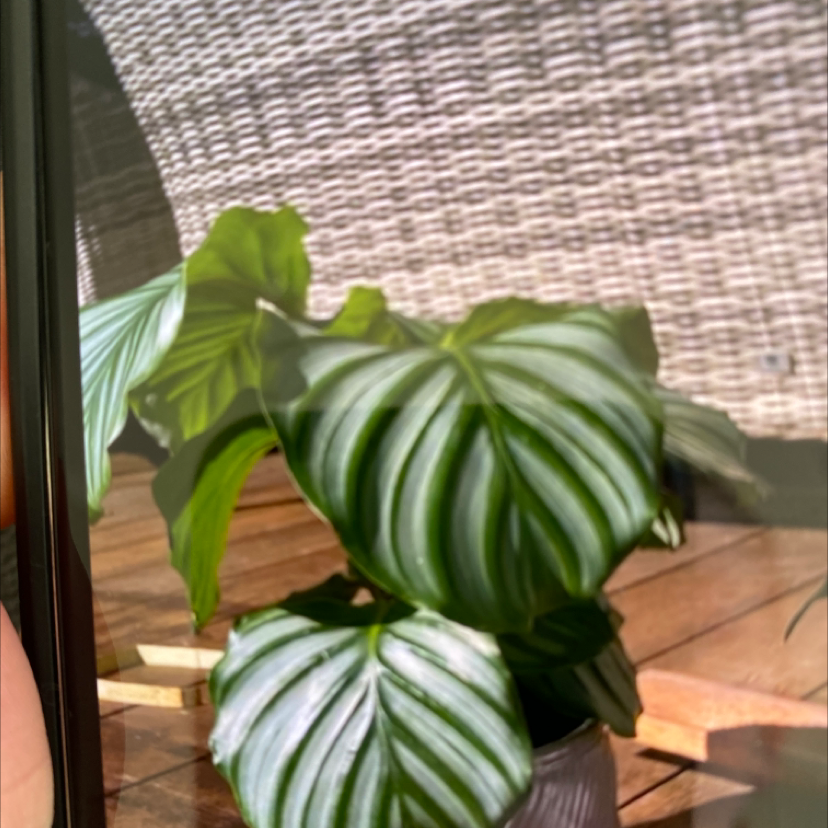 Healthy Chinese Taro plant with large, dark green and white striped leaves in a pot, image slightly out of focus.