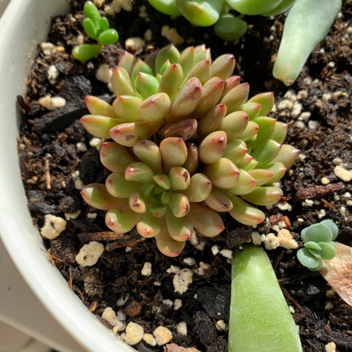 Plant care for Bat-like Stelis on Greg, the plant care app