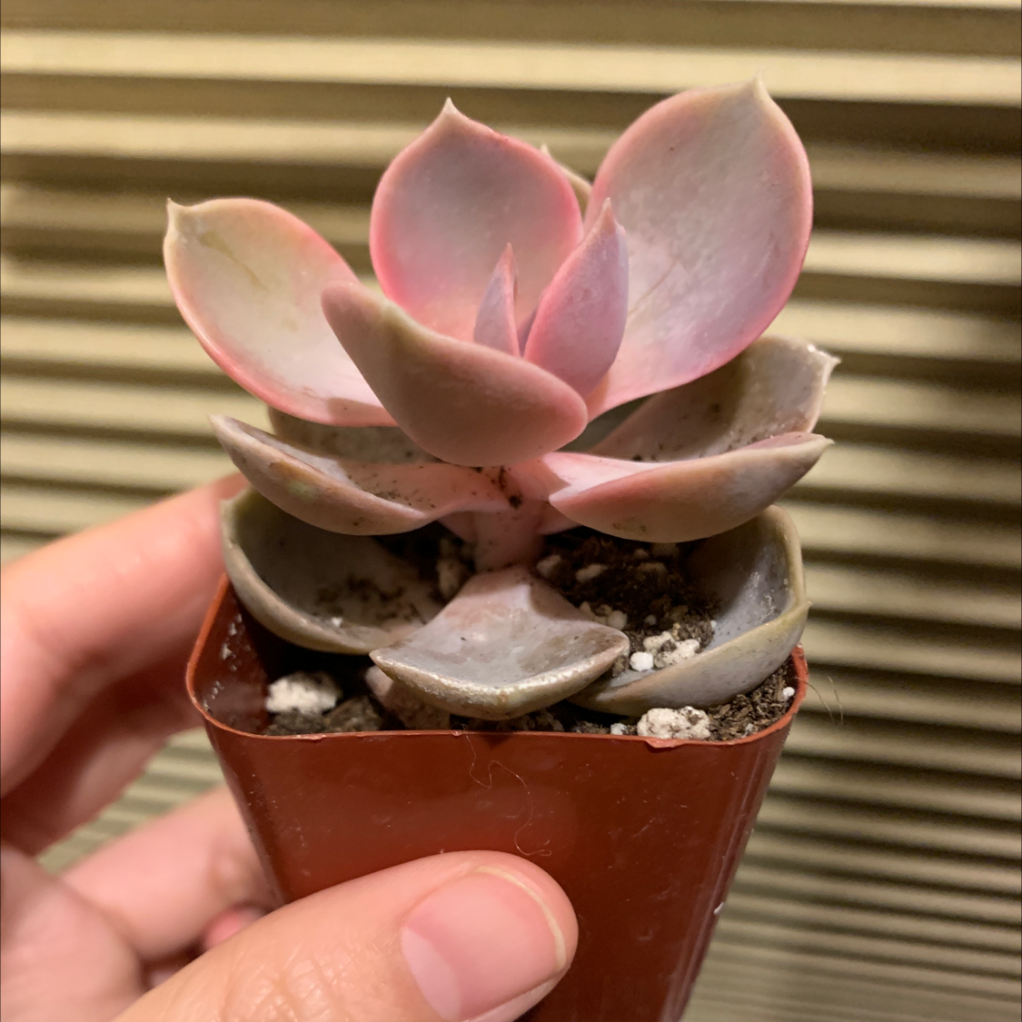 Echeveria 'Perle von Nurnberg' succulent in a small pot, held by a hand.