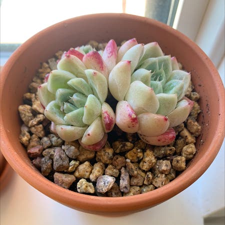 Photo of the plant species Echeveria 'Alba Beauty' by Duanhaiman named Jessica Alba on Greg, the plant care app