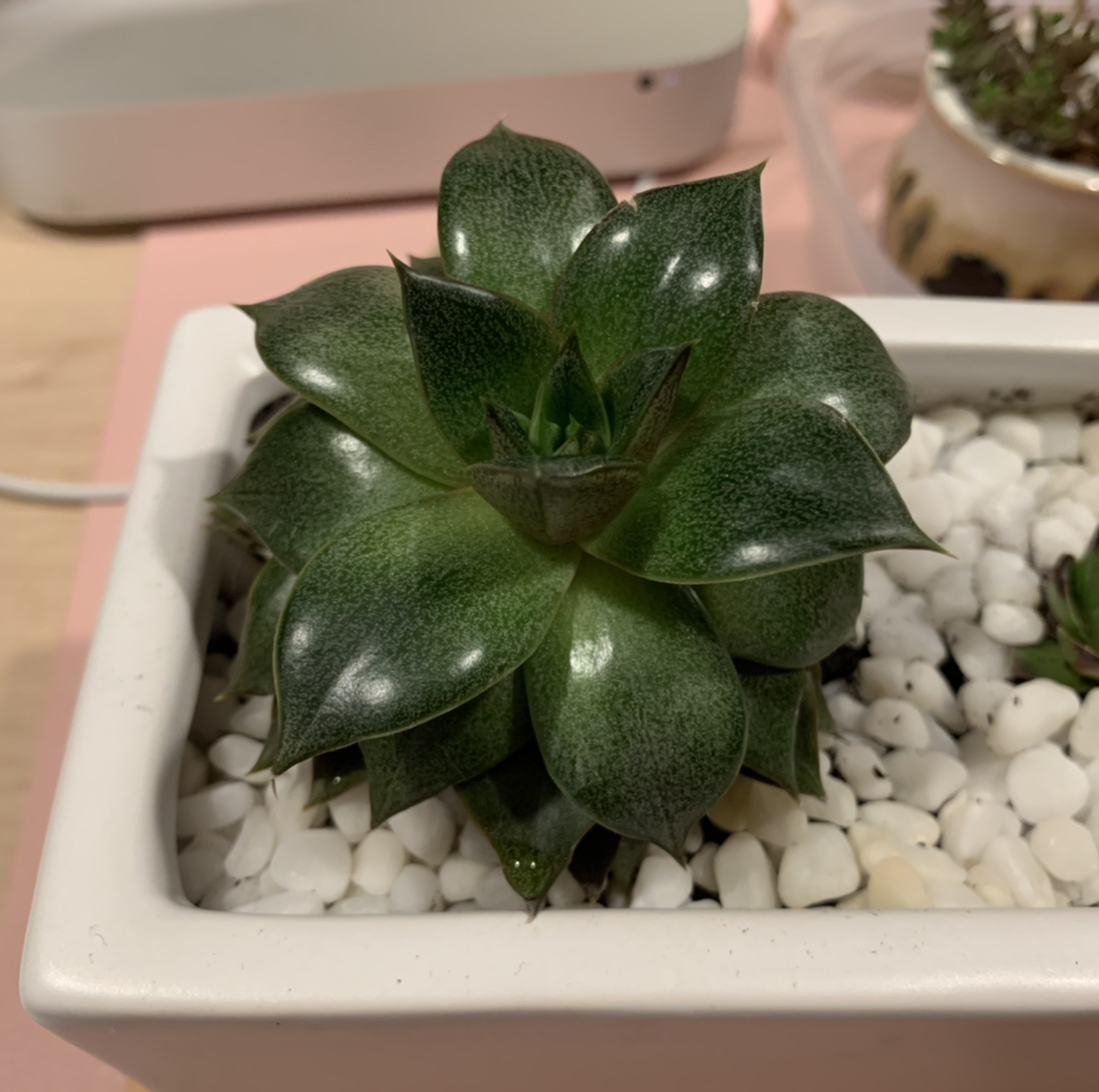 Healthy Echeveria purpusiorum plant in a white pot with white pebbles.