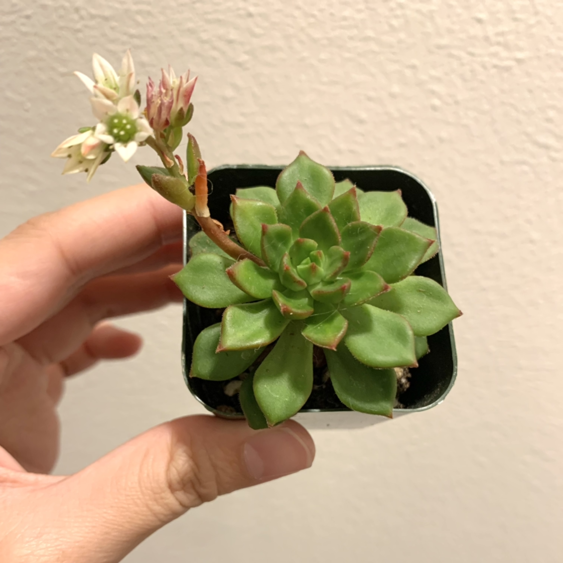 Sedeveria 'Letizia' succulent in a small pot, held by a hand, with visible flowers.