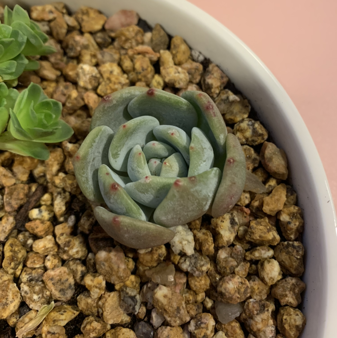 Photo of the plant species Echeveria 'Monroe' by @duanhaiman named Marilyn on Greg, the plant care app