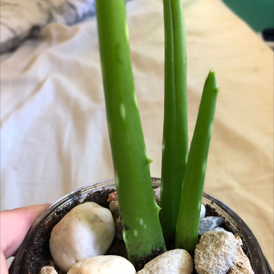 Aloe vera plant photo by Ray ray named Holumi on Greg, the plant care app.
