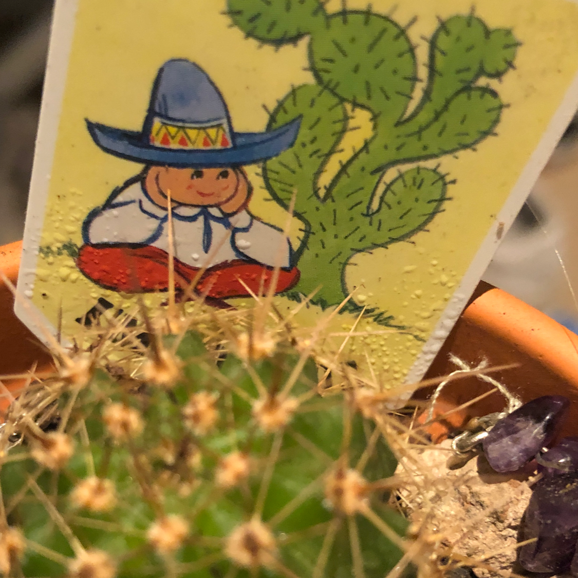 Sonora Barrel plant photo by Ray ray named Reggonald (reggie) on Greg, the plant care app.