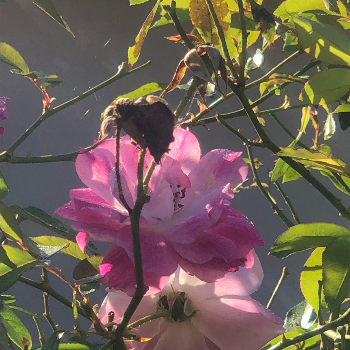 China Rose plant photo by Ray ray named Nithin on Greg, the plant care app.