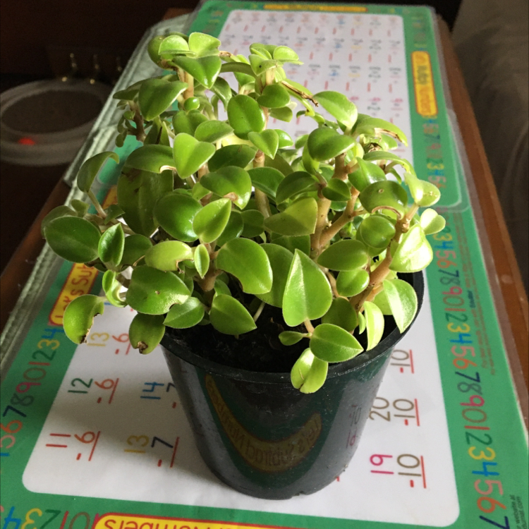 Potted Baby Sun Rose plant with thick green leaves on a colorful chart background.
