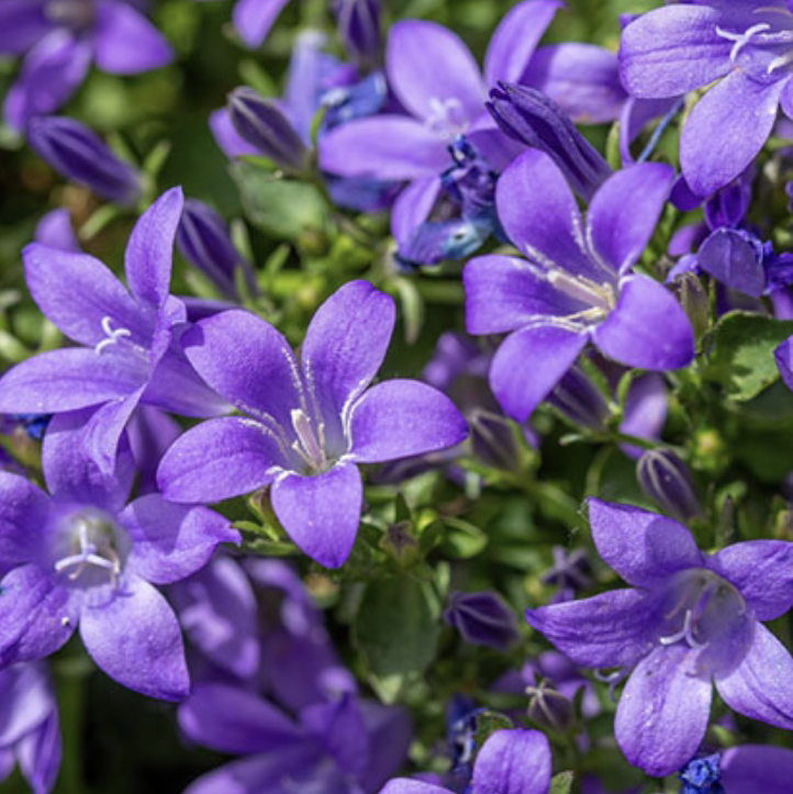 Cluster of vibrant purple Peach-Leaf Bellflower flowers in full bloom.