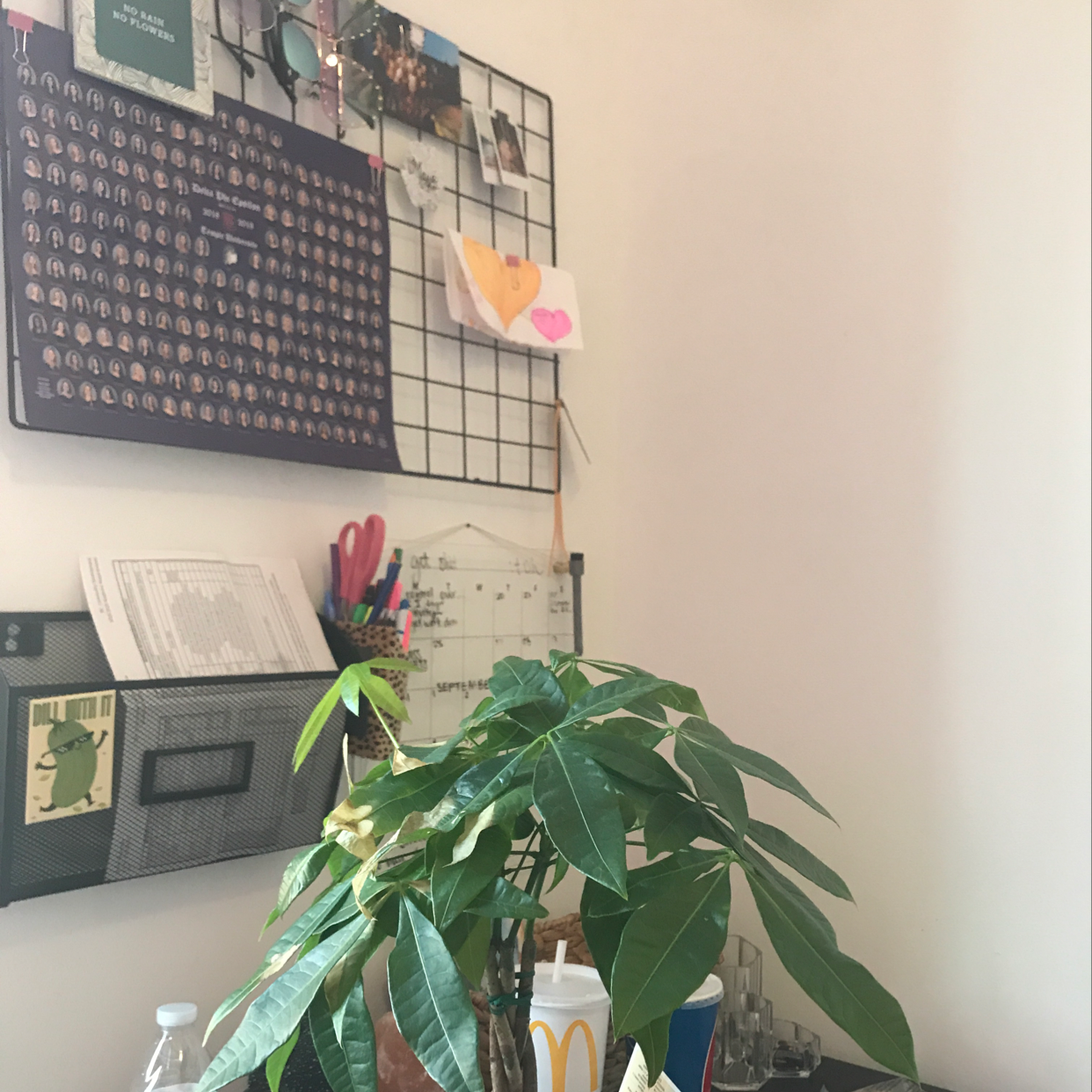 Healthy Money Tree houseplant with braided trunk and glossy umbrella-like leaves, next to wire grid panel with decorations.