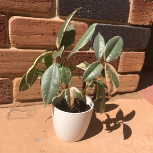 Ficus Microcarpa plant photo by @sweet_tofu named Madi on Greg, the plant care app.