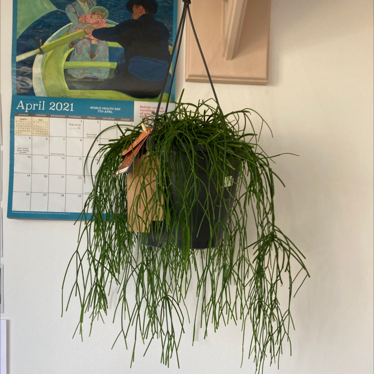 Hanging Mistletoe Cactus with long, thin green stems in an indoor setting.