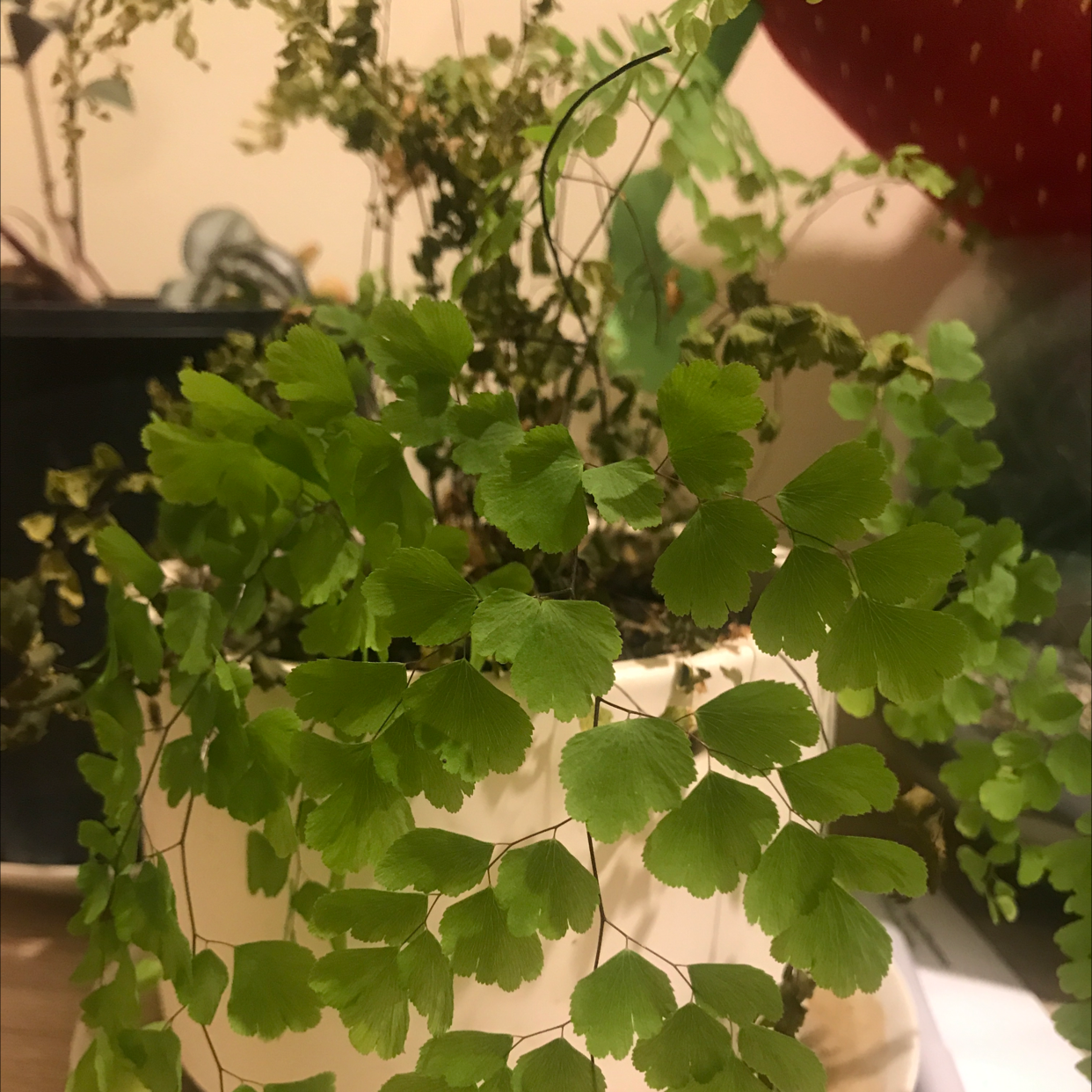 Potted Hemionitis raddiana plant with green fan-shaped leaves, some browning leaves in the background.