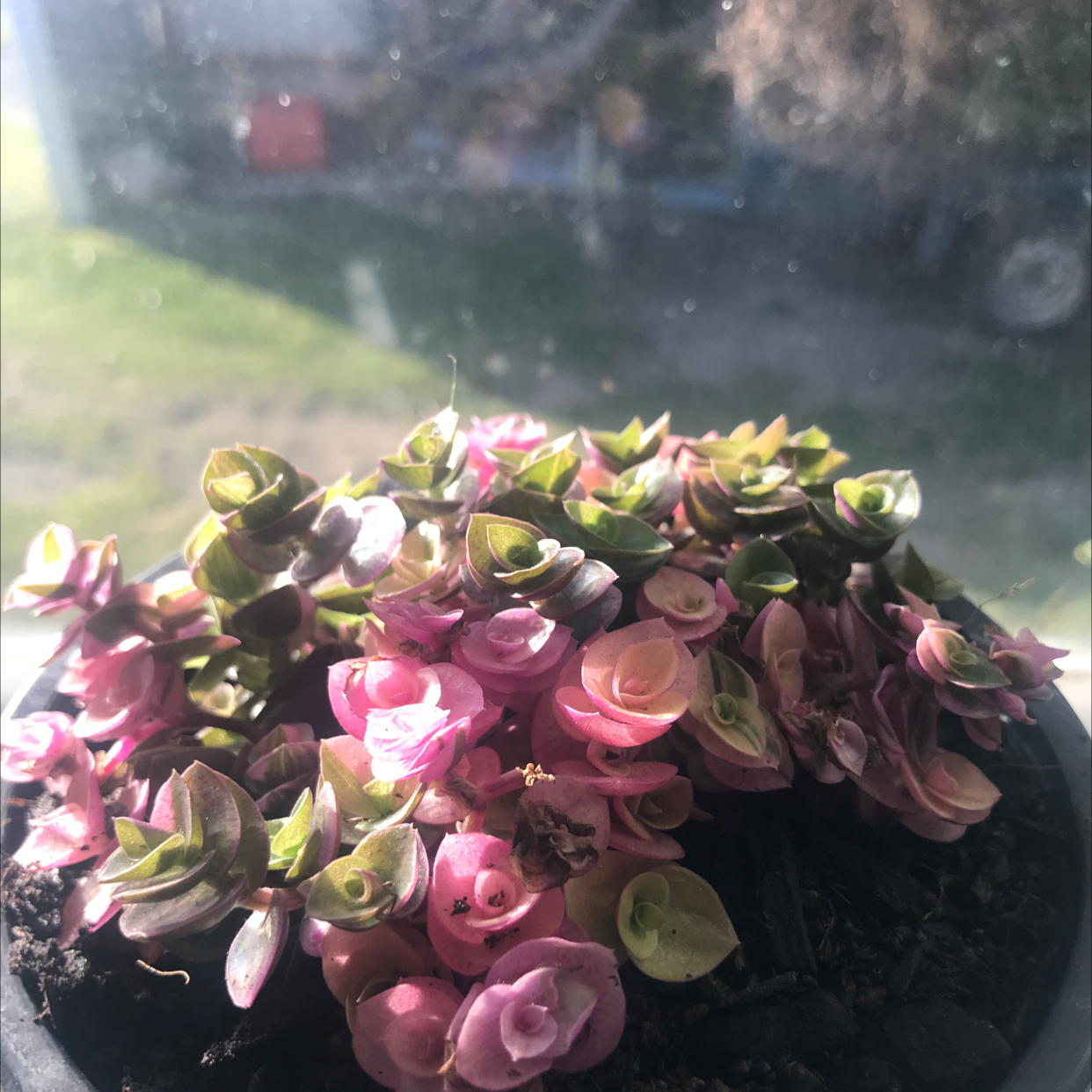 Photo of the plant species Bubble Plant by @TommyCondomy named Bubbles on Greg, the plant care app