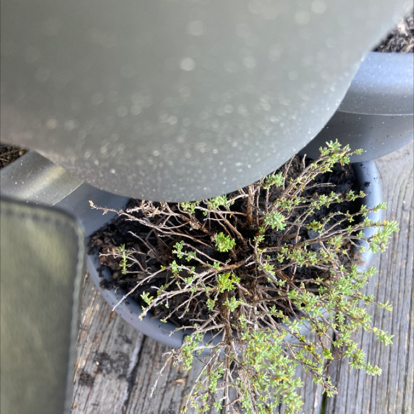 Photo of the plant species Common Thyme by @RenWithoutKylo named Persephone on Greg, the plant care app
