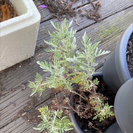 Photo of the plant species California Mugwort by @RenWithoutKylo named Apollo on Greg, the plant care app