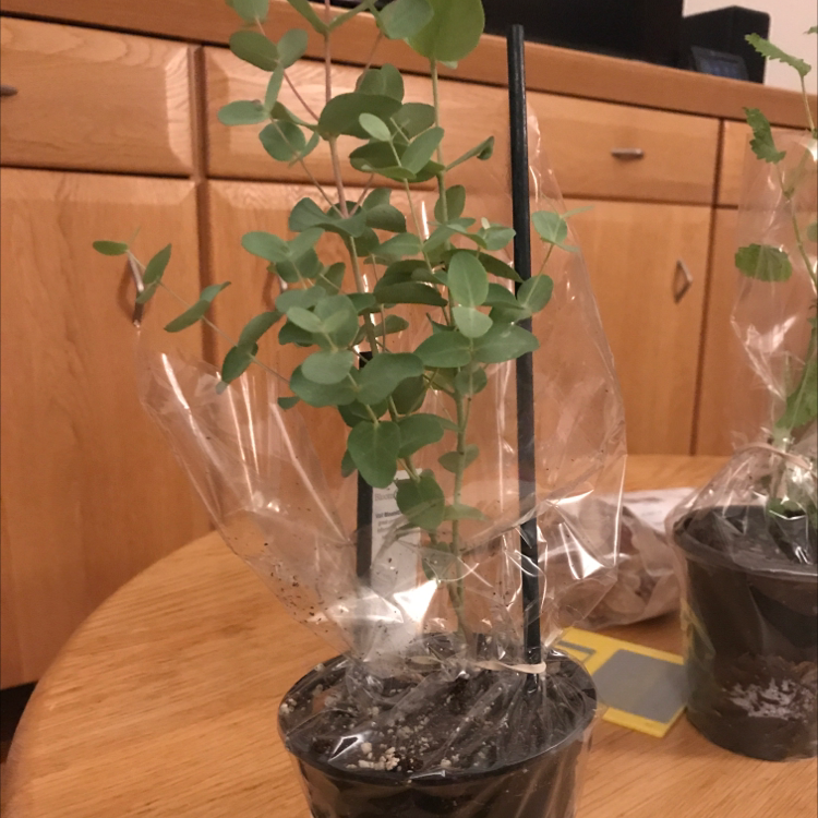 Photo of the plant species Silver Dollar Tree by Evan named Orwell on Greg, the plant care app