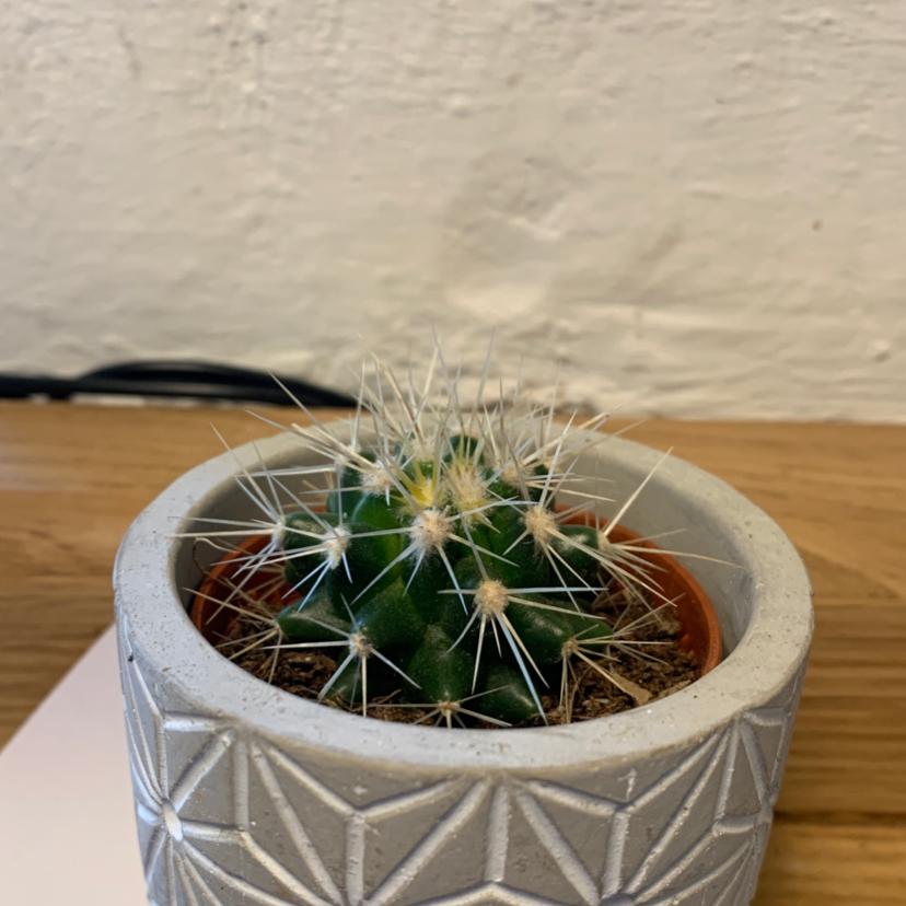 Golden Barrel Cactus plant photo by @maisierose named Tsukki on Greg, the plant care app.
