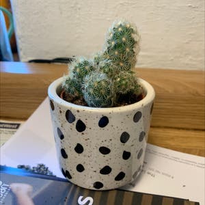 Lady Finger Cactus plant photo by @maisierose named Jakey on Greg, the plant care app.