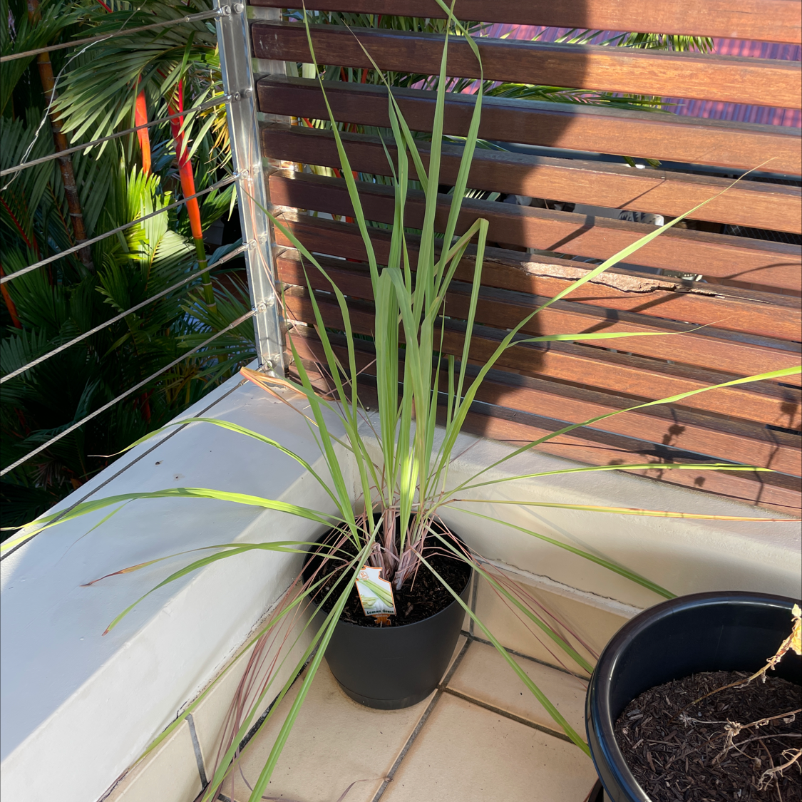 Potted Lemon Grass plant with some browning leaves in an outdoor setting.