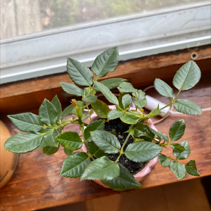 Potted Dog Rose plant with green leaves on a windowsill.