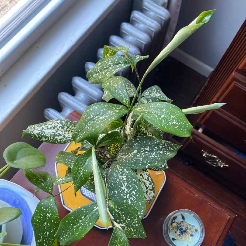 Healthy Gold Dust Dracaena plant on a windowsill, with vibrant green leaves speckled with yellow spots
