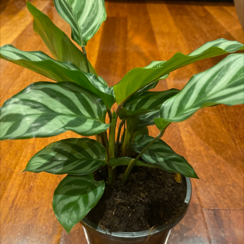 Calathea 'Freddie' plant in a pot with visible soil and healthy striped leaves.